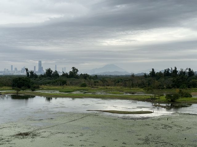 本地遊 | 香港濕地公園 | 季節限定橙紅色落羽松