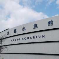 京都水族館といえばオオサンショウウオ
