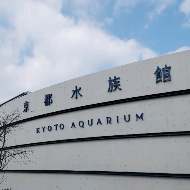 京都水族館といえばオオサンショウウオ