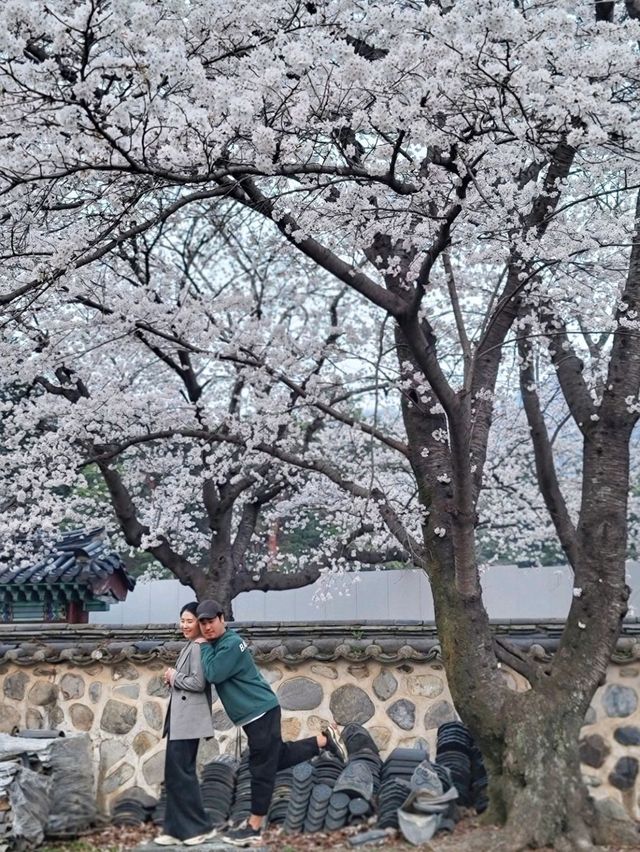 청도 운문사의 봄은 아름답다🌸