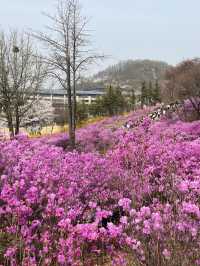 🌸이번년도 봄에는 부천 진달래꽃동산에서 진달래꽃 구경🌸
