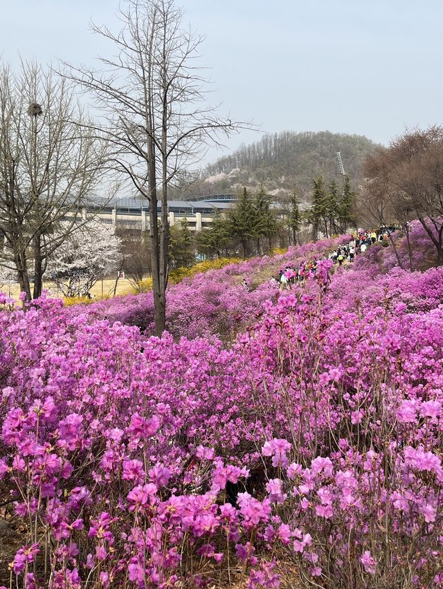 🌸이번년도 봄에는 부천 진달래꽃동산에서 진달래꽃 구경🌸