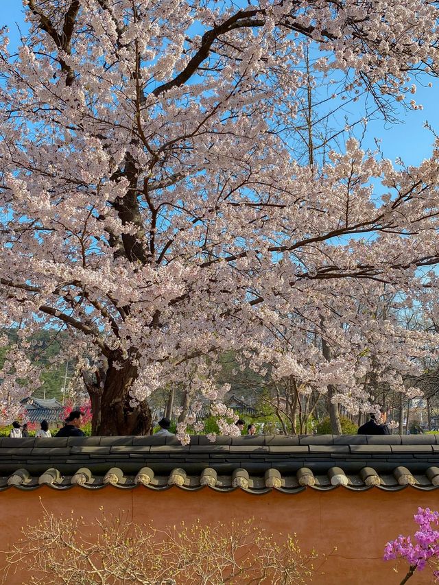 벚꽃부터 겹벚꽃까지 볼 수 있는 강릉 봄꽃명소🌸