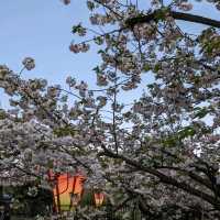 造幣局桜の通り抜け、桜は既に散り始め、有終の美