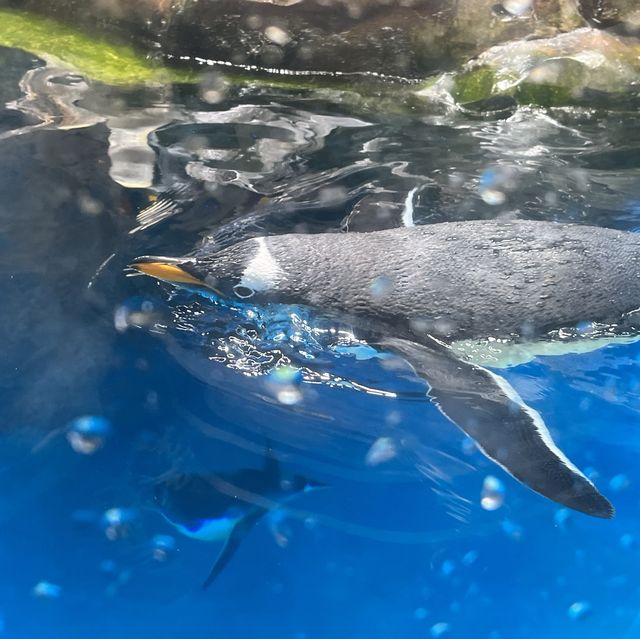 海洋公園：南極奇觀