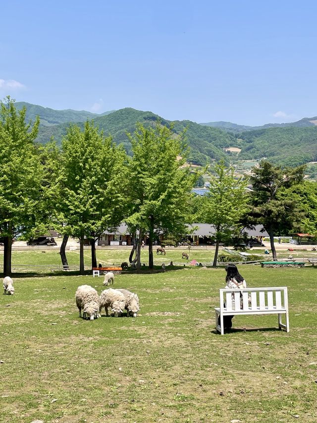 강원도 알프스는 어디? 춘천 해피초원목장🌿