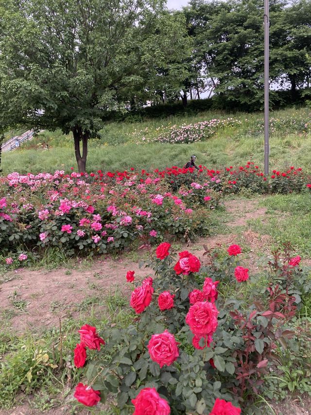 🌹장미의 계절 5월, 안양천 가족정원 장미원 나들이