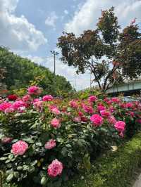 중랑천 노오란 유채꽃보러 중랑장미공원🌹