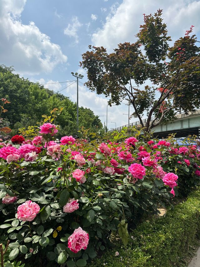 중랑천 노오란 유채꽃보러 중랑장미공원🌹