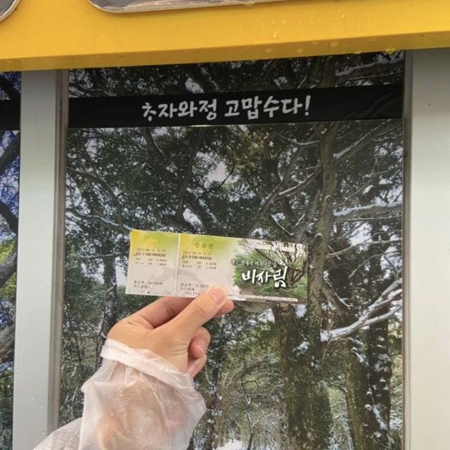 비가오면 더욱 운치있는 제주 비자림 ☔️🌳