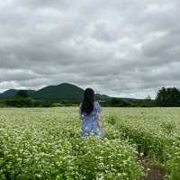 여름의 제주 꽃구경🌼