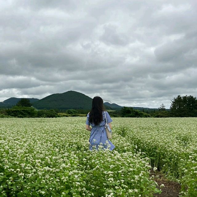 여름의 제주 꽃구경🌼