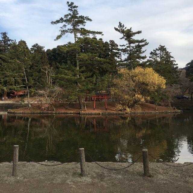 鹿群環繞的古都風情