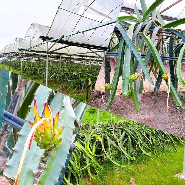 Educational Trip to Zenxin Organic Park