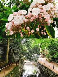 都内にある隠された秘境🫧緑豊かな渓谷🌿🕊‎【等々力】