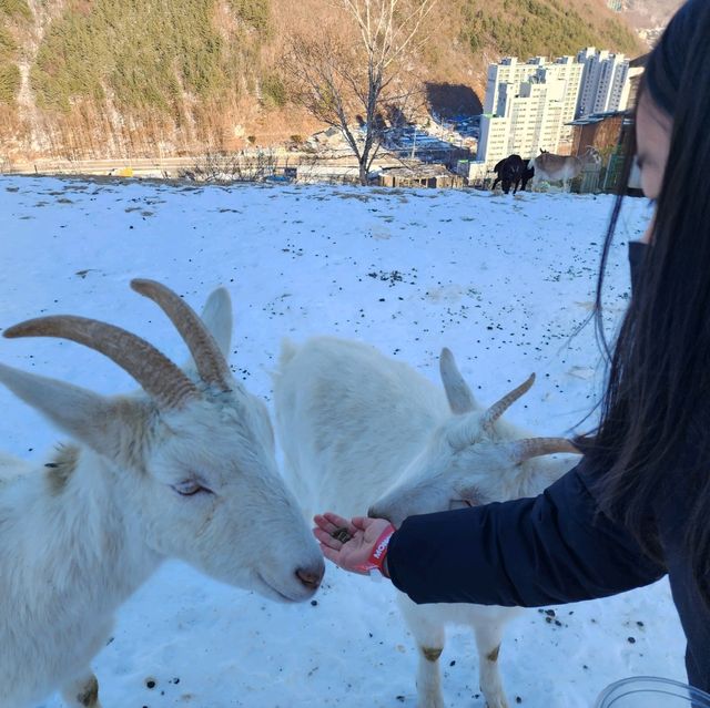 태백 겨울 가볼만한곳 몽토랑산양목장 