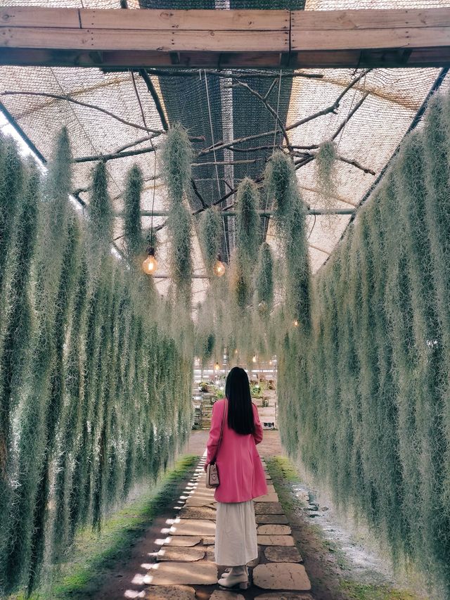 제주의 봄꽃 명소 3곳✨보롬왓, 녹산로, 오설록