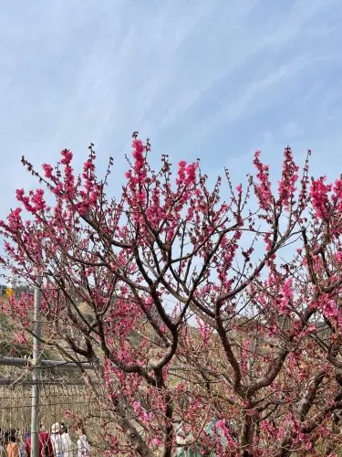 부산에서 매화꽃이 가득한곳 !!! 