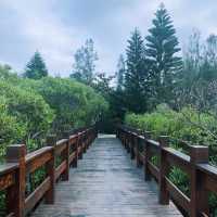 新豐紅樹林公園 🖌 近距離欣賞到神奇的水筆仔