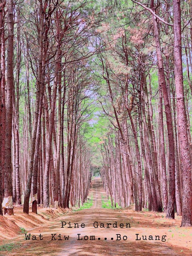 สวนสน...ที่ไม่ใช่ที่สวน
