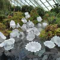 Exploring the Enchanting Beauty of Cloud Forest 
