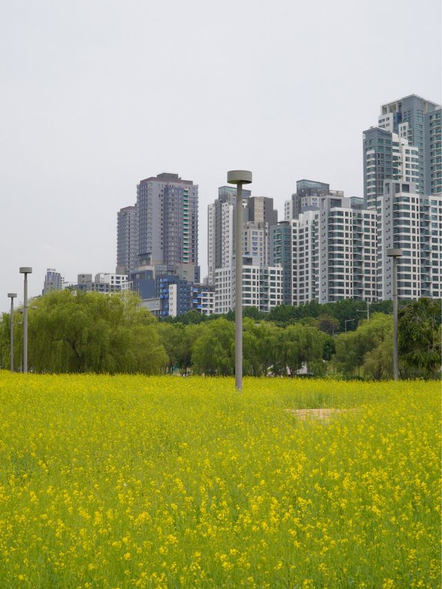 노랑노랑한 유채가 가득했던 서래섬