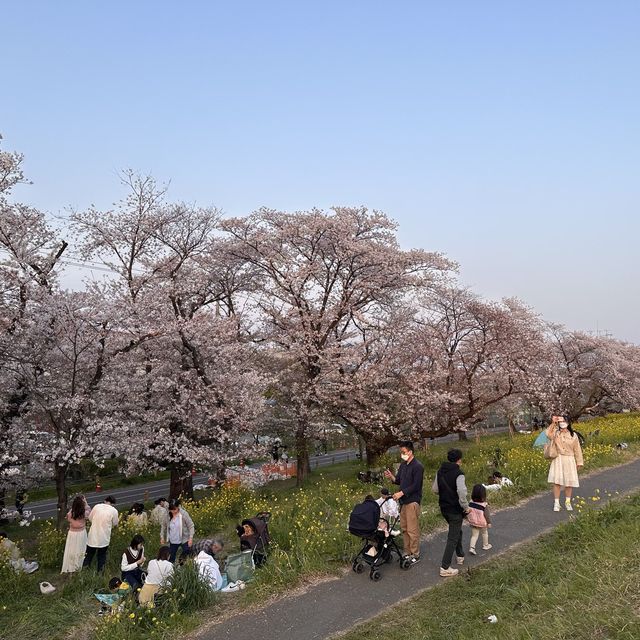 東京近郊賞櫻🌸推介 – 熊谷櫻堤