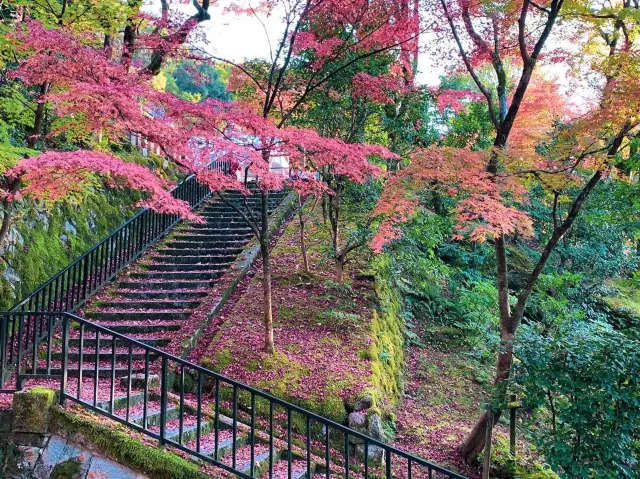 เที่ยวใบไม้เปลี่ยนสี เกียวโต วัดเอกันโดเซ็นริน ⛩️🍁