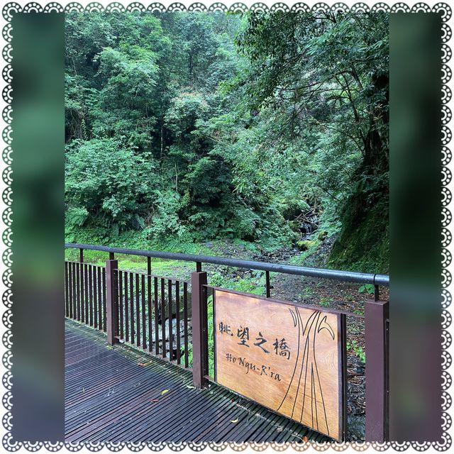 （桃園/復興）享受芬多精的洗禮-拉拉山神木群步道