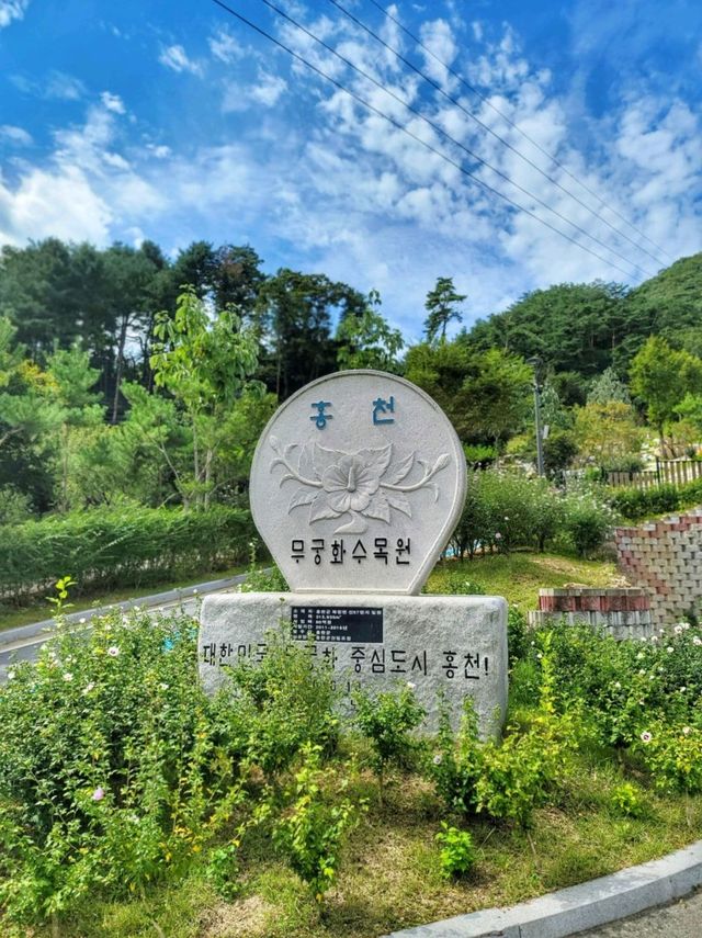 무궁화 보기 힘든 요즘 가볼만한 곳🩷