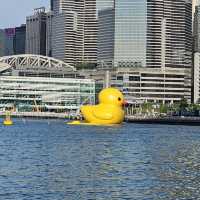 Double Ducks in Hong Kong 🐤🐤