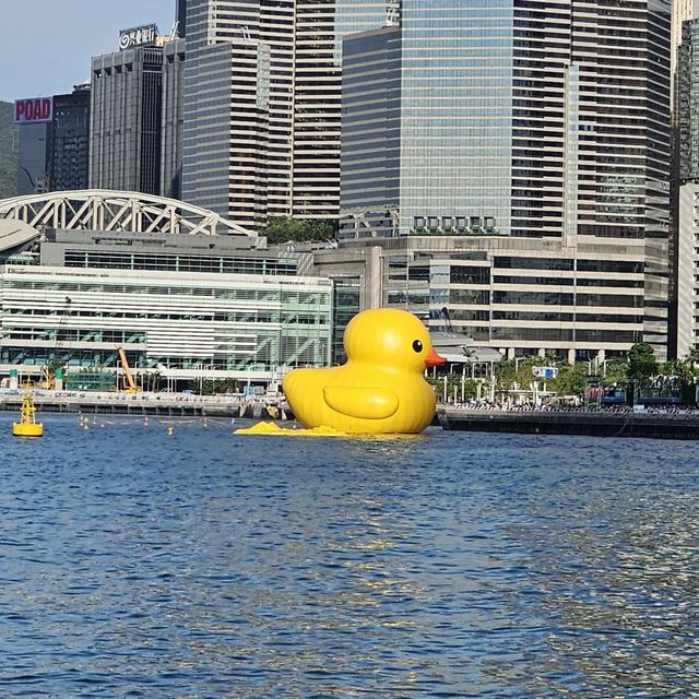 Double Ducks in Hong Kong 🐤🐤