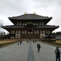 Exploring Nara With Adorable Deers - Nara Park