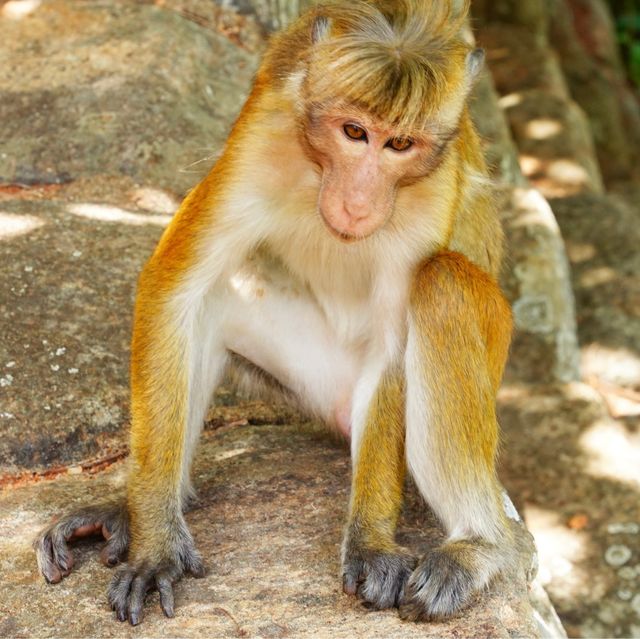 シーギリヤロック（🇱🇰スリランカ）