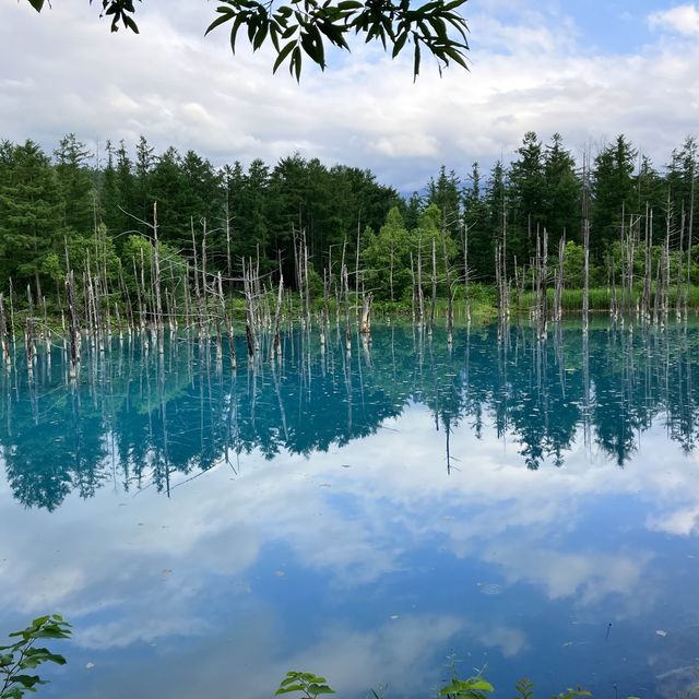 夏日仙境！北海道美瑛「白金青池」讓你沉浸於自然奇景