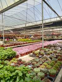 Variety of Cactus in Cameron Highland 