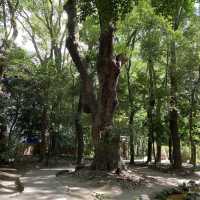 生田神社の生田の森！生田森坐社（いくたのもりにいますやしろ）参拝