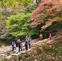秋夕楓葉紅飄逸🍁四色匯聚內藏山
絕美景色白羊寺
