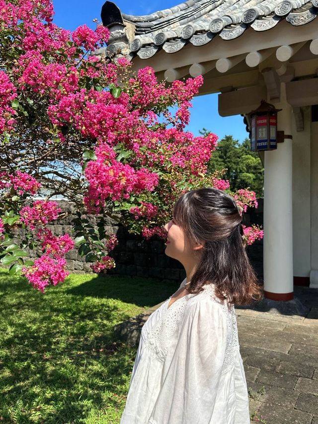 제주 초가을 꽃들 만나기 좋은 ‘항파두리 항몽유적지’