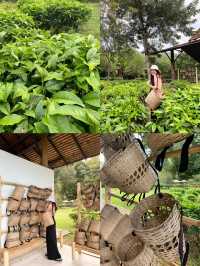 ARAKSA Tea Garden ไร่ชาเชียงใหม่ ฟีลดีมาก🍃