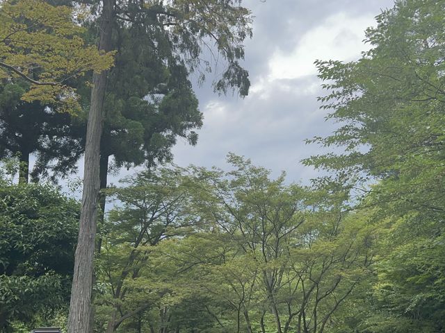 🌳교토가 한 눈에 보이는 신사, 기요미즈테라 ⛩️