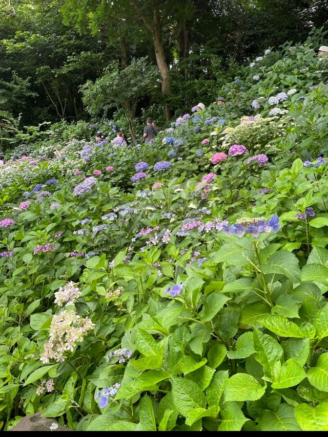 鎌倉　長谷寺紫陽花