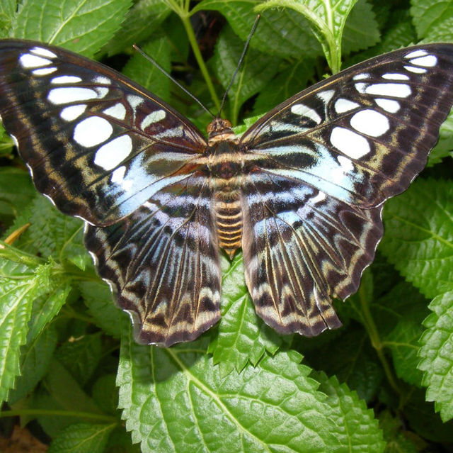 Butterfly Spotting at Hort Park SG