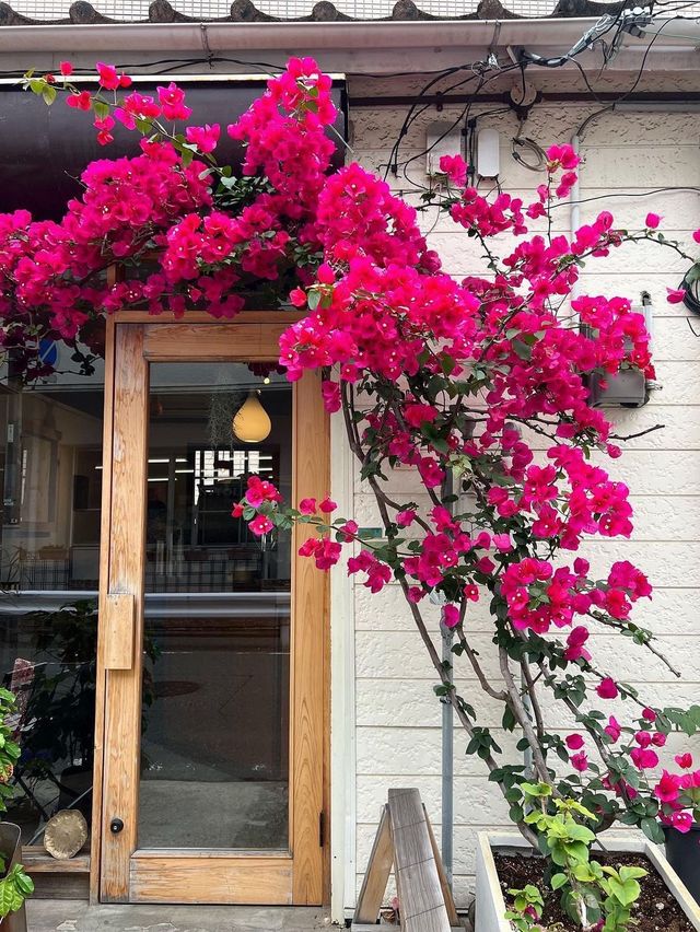 【福岡カフェ】ブーゲンビリアが咲き誇る素敵なカフェ