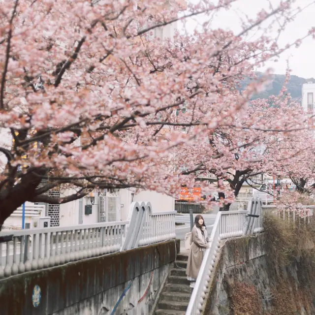 【静岡】「あたみ桜」が今年も見頃を迎えました🌸