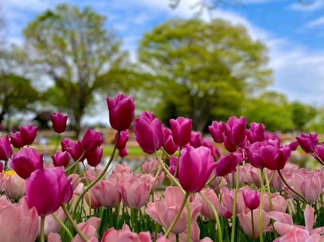 Showa Memorial Park