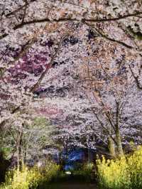 京都×夜桜 7選✨※一夜で回るルートプラン情報付 