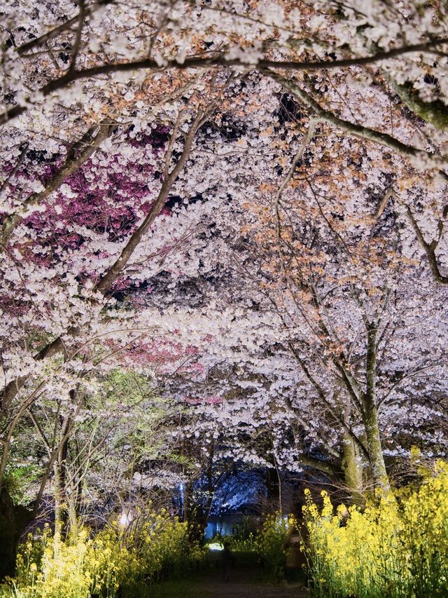 京都×夜桜 7選✨※一夜で回るルートプラン情報付 