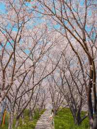 【広島】本当は教えたくない！瀬戸内海の離島にある絶景すぎる桜のトンネル！
