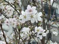 香港好去處 | 坐港鐵屯馬線去賞櫻(三) | 石門安景街公園